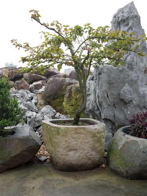 端石樹缽